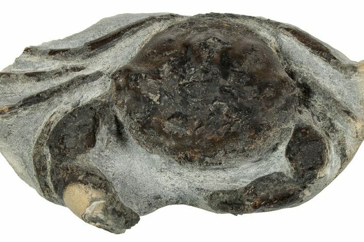 Eocene Fossil Crab (Pulalius) - Washington State #345517